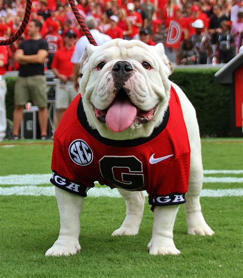 The Role of the Georgia Bulldog Mascot in College Football